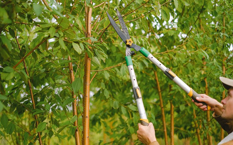 Tree trimming in Penn, ND