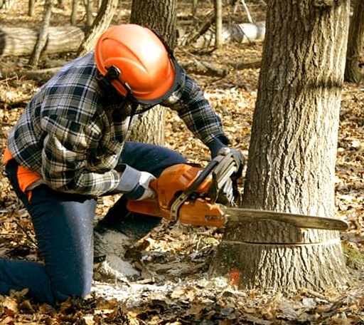 Tree Removal in Penn, ND
